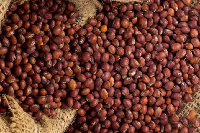 عدسيه سوداني*10