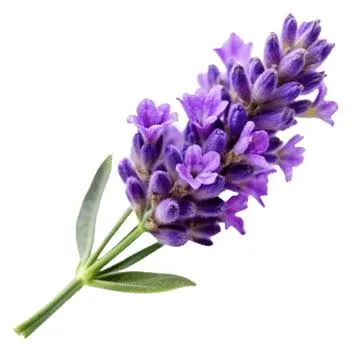 زهرة اللافندر